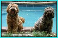 Blaze and Cherie by the pool 6 2012