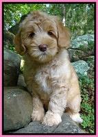 Individual puppy photo gallery