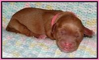 Cherie Blaze Newborn 11