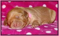 Cherie Blaze pups 1 wk old 31