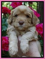 Cherie Blaze pups 4 wks old 11