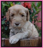 Cherie Blaze pups 5 wks old 31