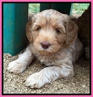 Cherie Blaze pups 6 weeks old 11