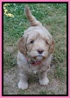 Cherie Blaze pups 6 weeks old 31