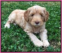 Cherie Blaze pups 6 weeks old 41