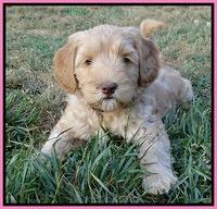 Cherie Blaze pups 7 weeks old 11