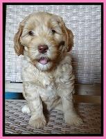 Cherie Blaze pups 7 weeks old 31