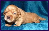 Cherie Blaze pups 2 wks old 51