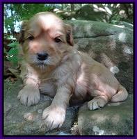 Cherie Blaze pups 3 wks old 71