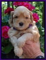 Cherie Blaze pups 4 wks old 51