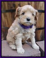 Cherie Blaze pups 5 wks old 71