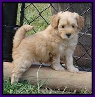 Cherie Blaze pups 6 weeks old 71