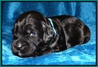 Cherie Blaze pups 2 wks old 71