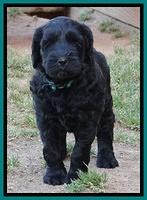 Cherie Blaze pups 6 weeks old 91
