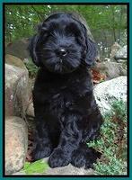 Cherie Blaze pups 8 wks old 51