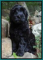 Cherie Blaze pups 8 wks old 71