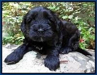 Cherie Blaze pups 4 wks old 171