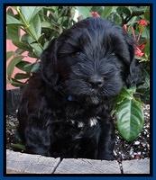 Cherie Blaze pups 5 wks old 211