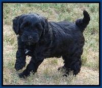 Cherie Blaze pups 6 weeks old 131