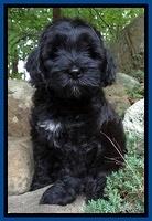 Cherie Blaze pups 8 wks old 201