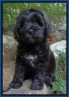Cherie Blaze pups 8 wks old 221