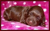 Cherie Blaze pups 1 wk old 131