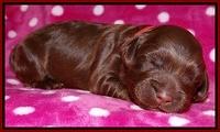 Cherie Blaze pups 1 wk old 141