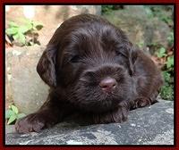 Cherie Blaze pups 3 wks old 201