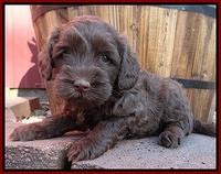 Cherie Blaze pups 5 wks old 261
