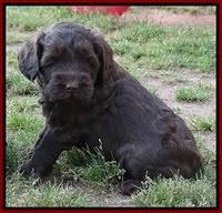 Cherie Blaze pups 5 wks old 291