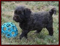 Cherie Blaze pups 6 weeks old 201