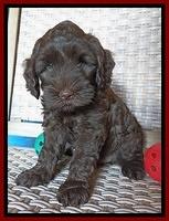 Cherie Blaze pups 7 weeks old 241