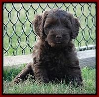 Cherie Blaze pups 7 weeks old 251