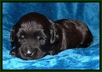 Cherie Blaze pups 2 wks old 121