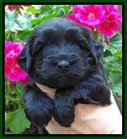 Cherie Blaze pups 4 wks old 231