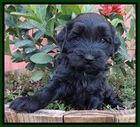 Cherie Blaze pups 5 wks old 321