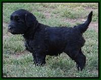 Cherie Blaze pups 5 wks old 331