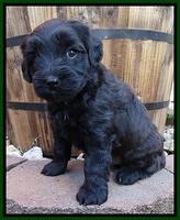 Cherie Blaze pups 5 wks old 341