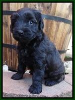 Cherie Blaze pups 5 wks old 351