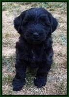 Cherie Blaze pups 6 weeks old 221