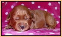 Cherie Blaze pups 1 wk old 181