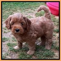 Cherie Blaze pups 6 weeks old 291