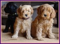 Cherie Blaze pups 7 weeks old 421