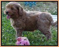 Cherie Blaze pups 7 weeks old 471