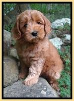 Cherie Blaze pups 8 wks old 11