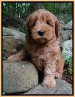 Cherie Blaze pups 8 wks old 21