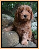 Cherie Blaze pups 8 wks old 31