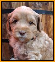 Cherie Blaze pups 5 wks old 401