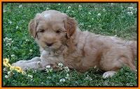 Cherie Blaze pups 6 weeks old 251