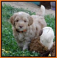 Cherie Blaze pups 6 weeks old 271